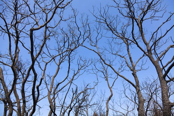 Restos de árvores queimadas — Fotografia de Stock