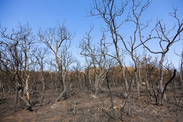 Restos de árboles quemados — Foto de Stock