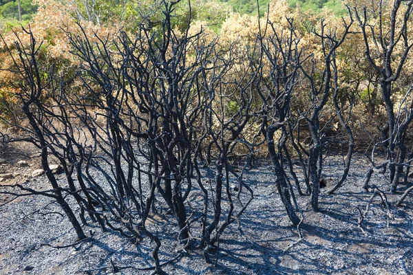 Zbytky spálené stromů — Stock fotografie