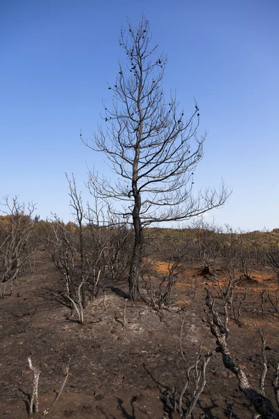 Zbytky spálené stromů — Stock fotografie