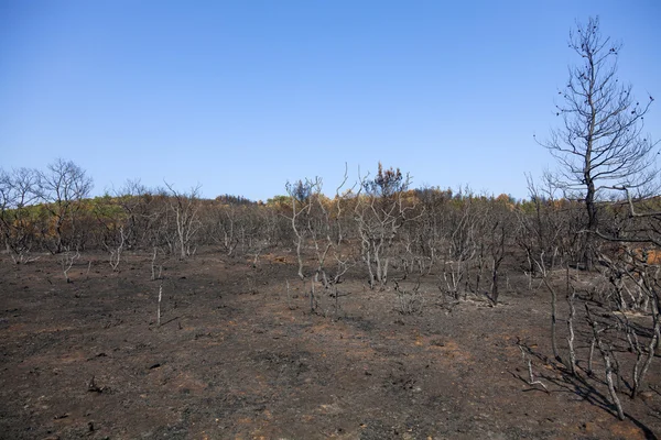 Restos de árboles quemados — Foto de Stock
