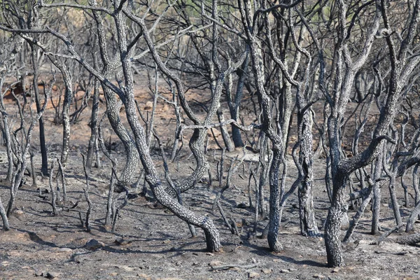 仍然是被烧的树木 — 图库照片