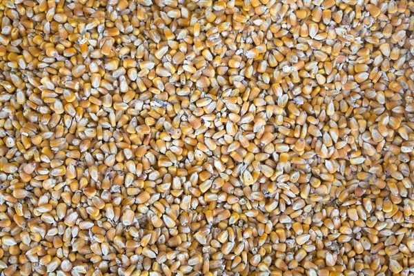 Granos de maíz — Foto de Stock