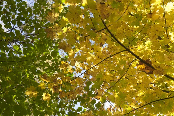 Žluté a zelené Podzimní listy — Stock fotografie