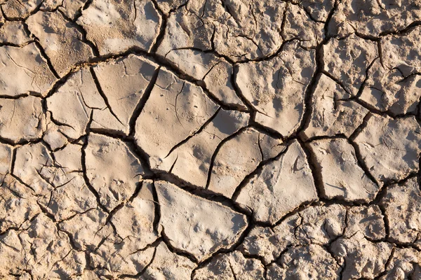 stock image Cracked earth in dry desert.