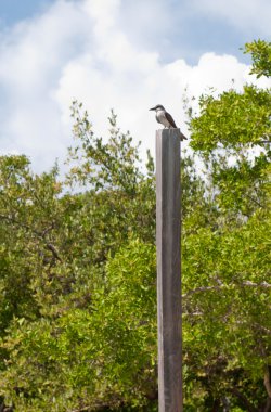 Doğu kingbird