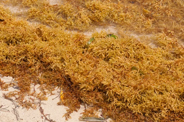 Algas marinhas — Fotografia de Stock