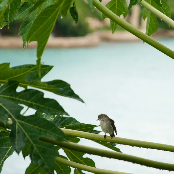 Caribbean Elaenia — Zdjęcie stockowe