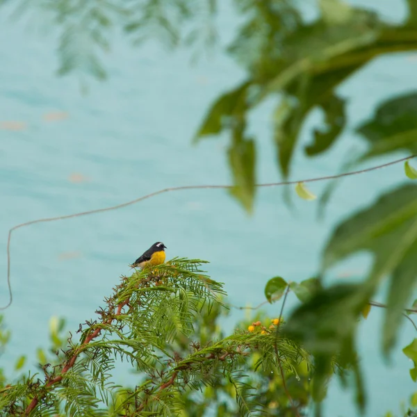 Sarı şeker kuşu — Stok fotoğraf