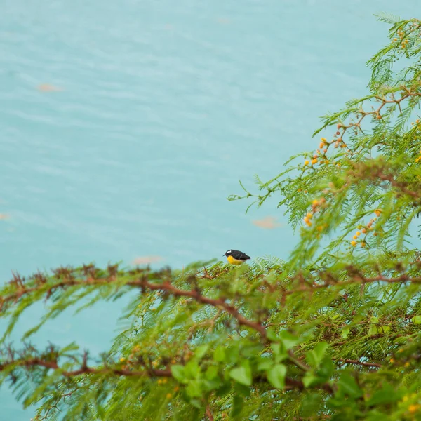 Sarı şeker kuşu — Stok fotoğraf