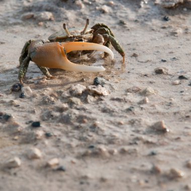 Crab on beach clipart