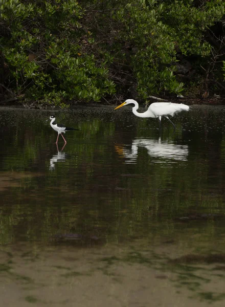 Grande Egret e inclinação de pescoço preto — Fotografia de Stock