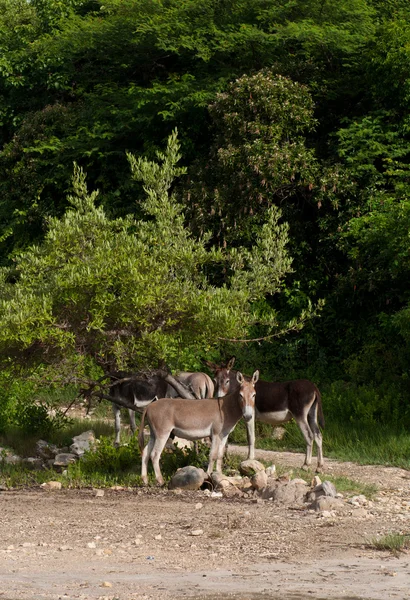 stock image Donkeys