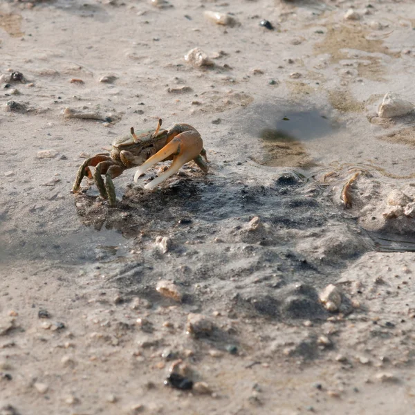 Crab on beach — Stock Photo, Image
