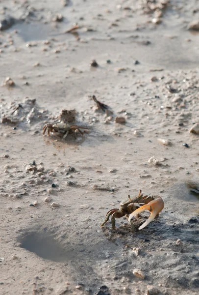 Trou de protection du crabe — Photo
