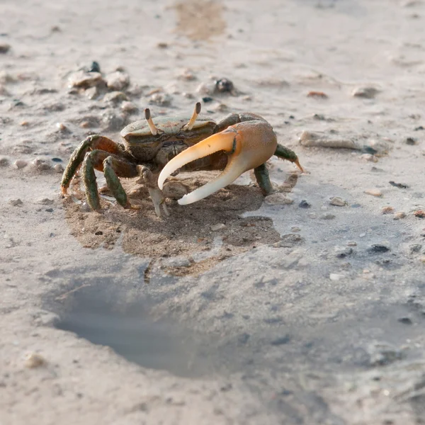 Crab protecting hole — Stock Photo, Image