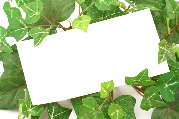 Ivy notities — Stockfoto