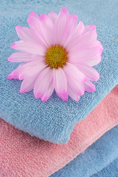 Handdukar och daisy — Stockfoto
