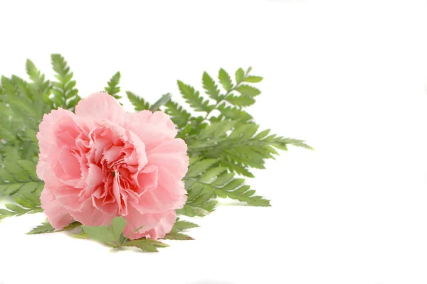 Pink carnation — ストック写真