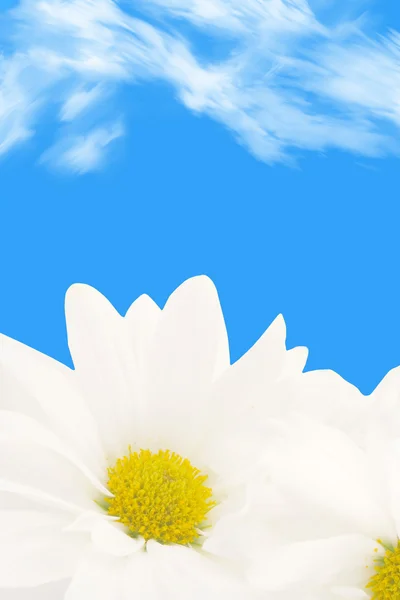 Daisy background — Stock Photo, Image