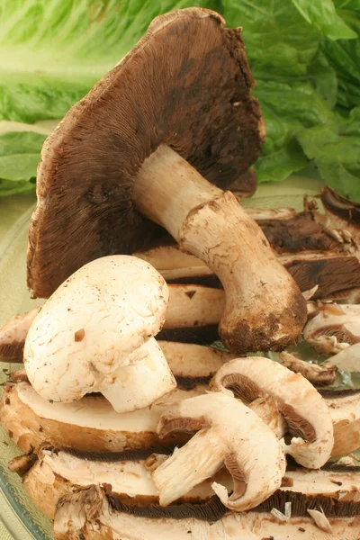 Mushrooms — Stock Photo, Image