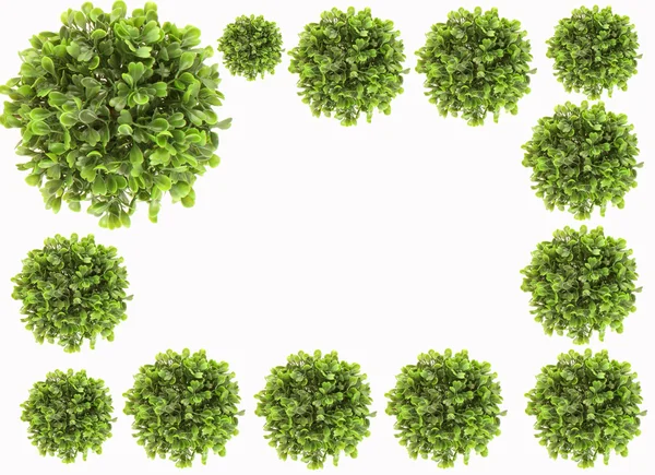 Plant cluster grens — Stockfoto