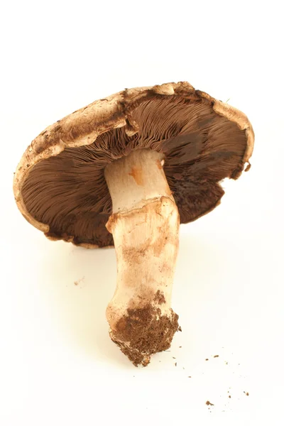 Portabello mushroomo — Stock Photo, Image
