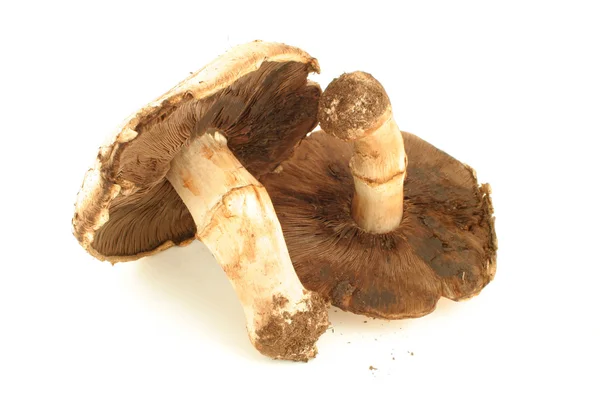 Funghi di Portabello — Foto Stock