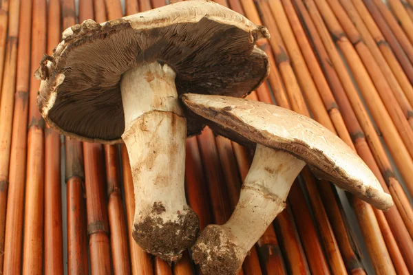 Funghi di Portabello — Foto Stock