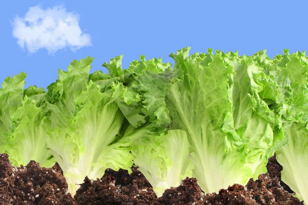 Salatgarten — Stockfoto