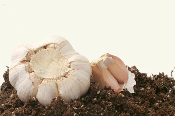 Garlic on dirt — Stock Photo, Image