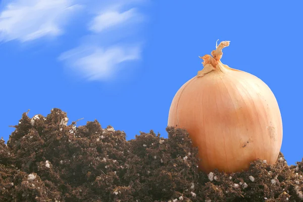 Onion on dirt — Stock Photo, Image