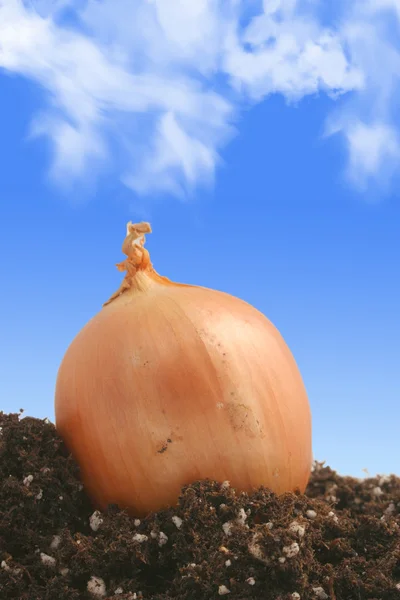 Onion on dirt — Stock Photo, Image