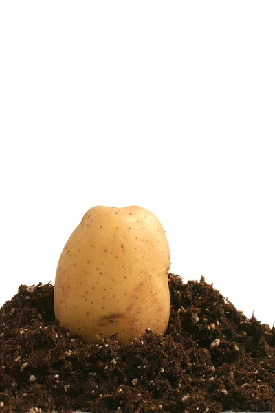 Kartoffel auf Schmutz — Stockfoto