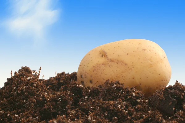 Patata sobre tierra — Foto de Stock