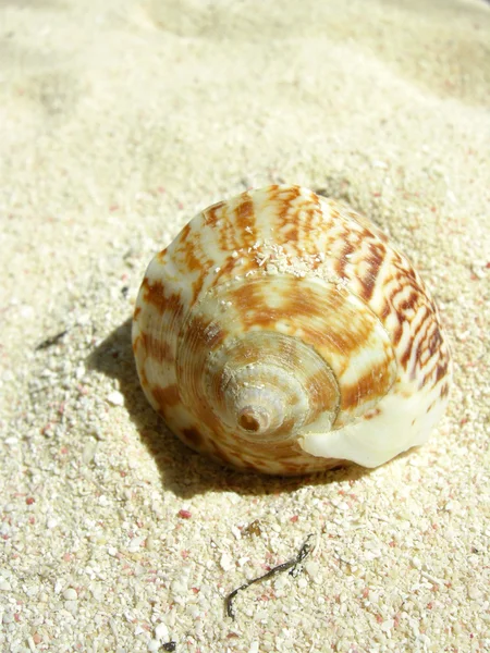 海滩贝壳 — 图库照片