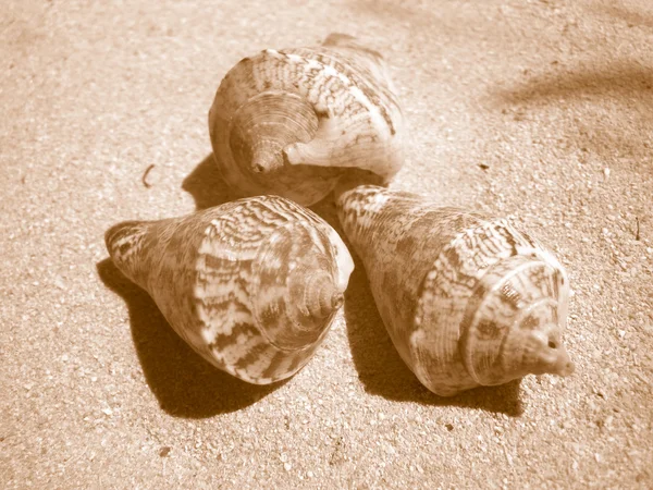 Plážové skořápky — Stock fotografie