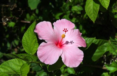 Tropical pink hibiscus flower clipart