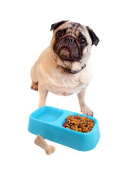 Pug and dogfood clipart