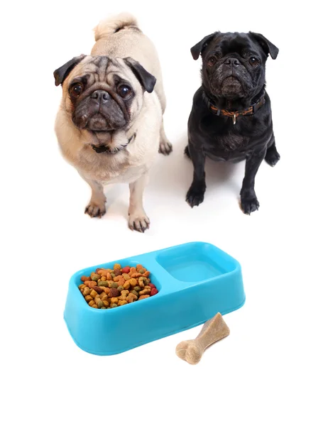 Мопсы и собачья еда — стоковое фото