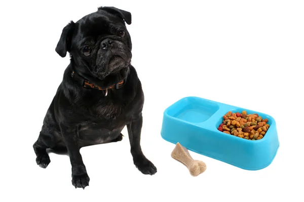 Мопс і dogfood — стокове фото