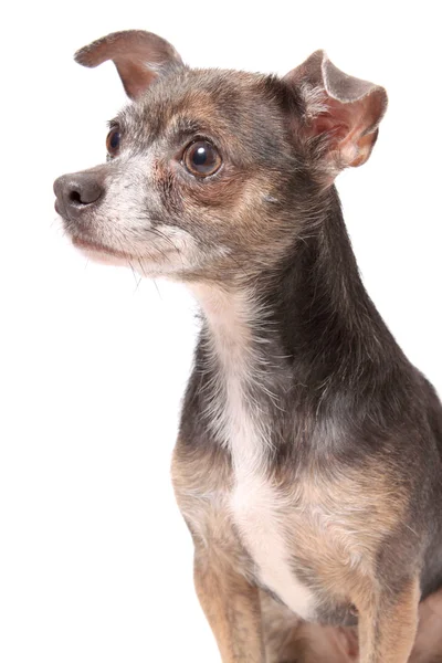 Chihuahua dog portrait — Stock Photo, Image