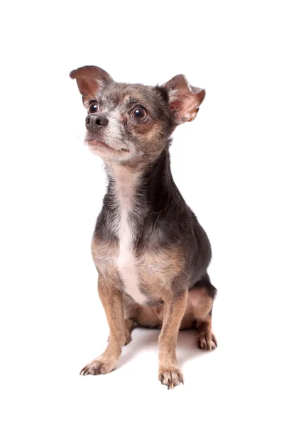 Retrato de cão chihuahua — Fotografia de Stock