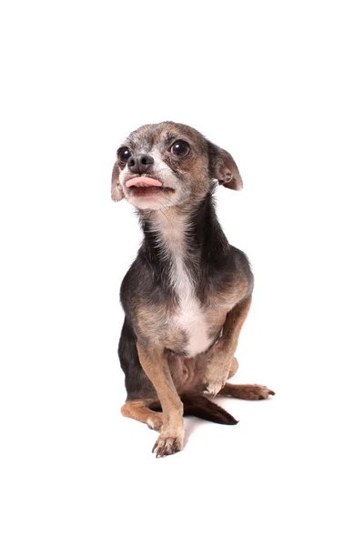 Chihuahua hond portret — Stockfoto