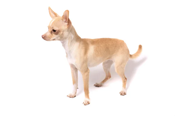 Chihuahua hund portræt - Stock-foto