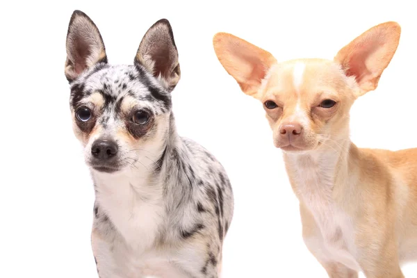 Chihuahua portrait de chien — Photo