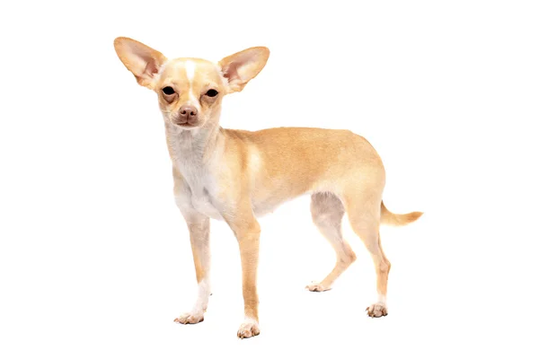 Портрет собаки чихуахуа — стоковое фото