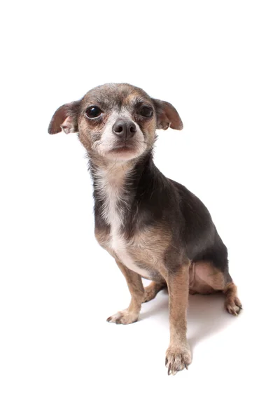 Piccolo cane chihuahua spaventato — Foto Stock