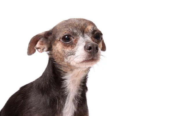 Küçük chihuahua köpek korkuttu — Stok fotoğraf
