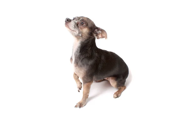Mendigo pequeno cachorro chihuahua — Fotografia de Stock